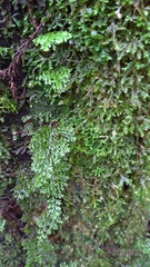Hymenophyllum polyanthon
