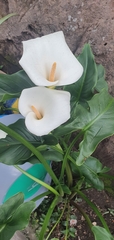 Zantedeschia aethiopica