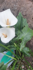 Zantedeschia aethiopica
