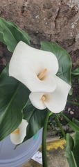 Zantedeschia aethiopica