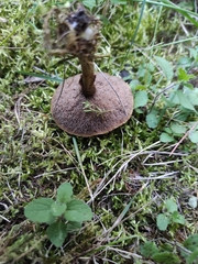 Suillus viscidus