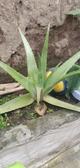 Aloe vera