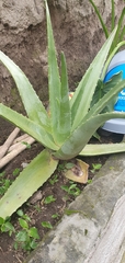 Aloe vera