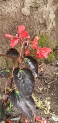 Begonia