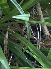 Culex pipiens