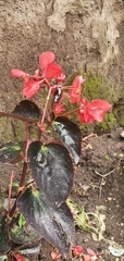 Begonia