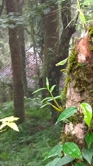 Dendrobium moniliforme