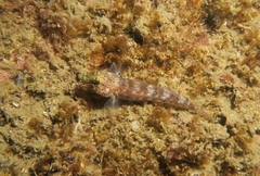 Gobius xanthocephalus