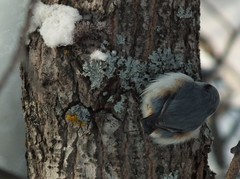 Sitta europaea albifrons
