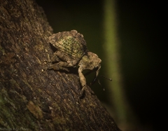 Tychreus sellatus