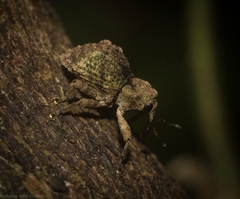 Tychreus sellatus