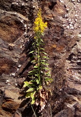 Solidago virgaurea virgaurea