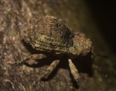 Tychreus sellatus