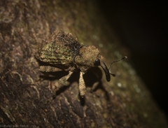 Tychreus sellatus