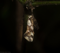 Coesyra hemiphragma