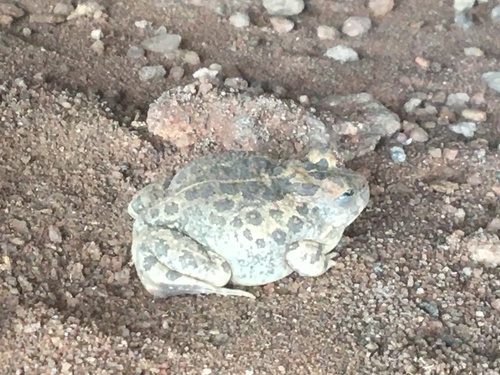 Gallmann's Sand Frog, Tomopterna gallmanni