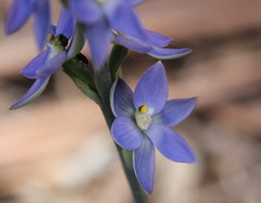 Thelymitra aristata