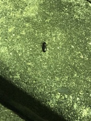 Carabidae
