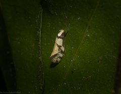 Coesyra hemiphragma