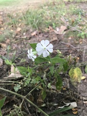 Silene latifolia