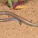 Gronovi's Dwarf Burrowing Skink - Photo (c) Tyrone Ping, some rights reserved (CC BY-NC), uploaded by Tyrone Ping