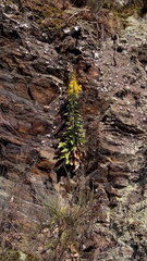 Solidago virgaurea virgaurea