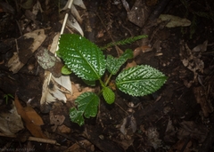 Dendrocnide photiniiphylla