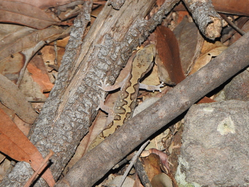 Forked Gecko, Diplodactylus furcosus
