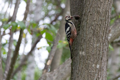 Dendrocopos leucotos stejnegeri