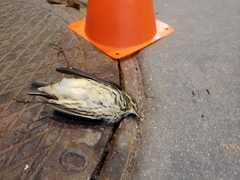 Parkesia noveboracensis