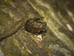 Cotylana angustifrons