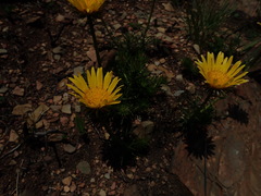 Berkheya subulata subulata