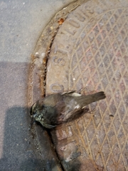 Parkesia noveboracensis