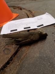 Parkesia noveboracensis