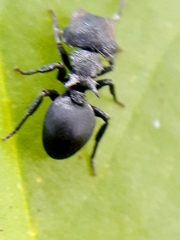 Cephalotes pusillus