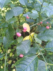 Euonymus europaeus