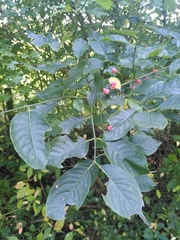Euonymus europaeus