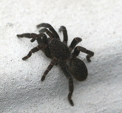 Brachionopus robustus