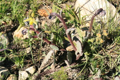 Arctotis rotundifolia