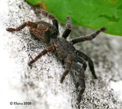 Brachionopus robustus