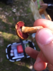 Cortinarius