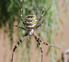 Argiope bruennichi