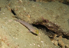 Gobius xanthocephalus