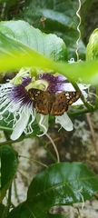 Coladenia indrani