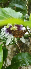 Coladenia indrani