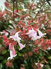 Abelia × grandiflora