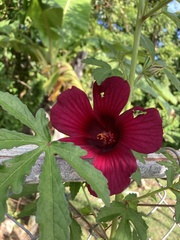 Hibiscus radiatus