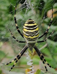 Argiope bruennichi