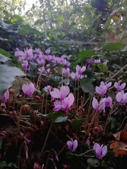 Cyclamen hederifolium