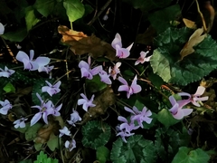 Cyclamen hederifolium